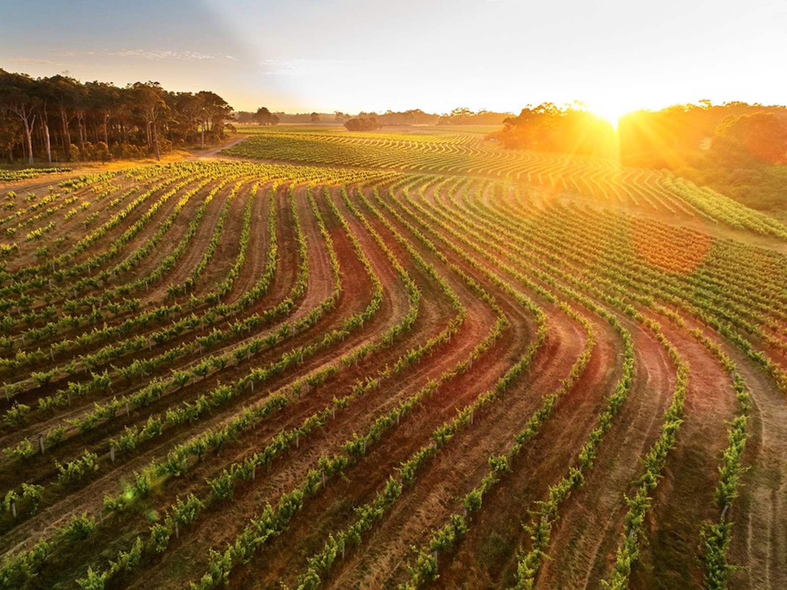 Barossa to McLaren Vale: SA Wine Country Camping