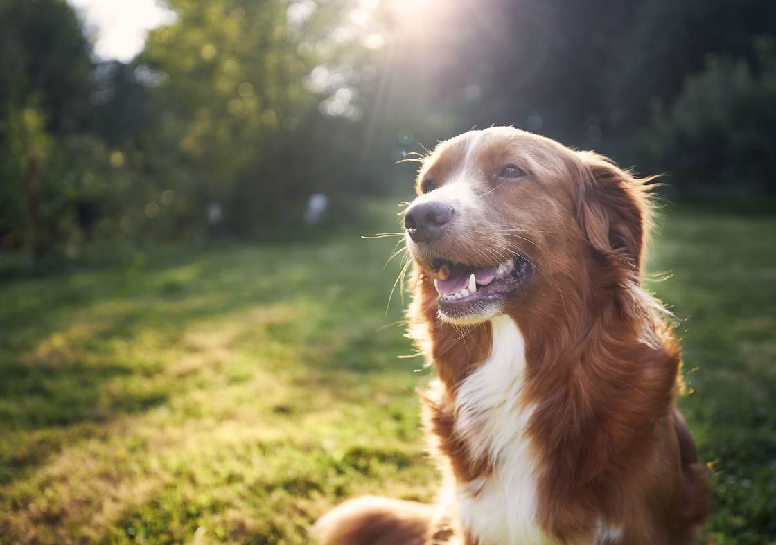 Pet-Friendly Parks: Travelling Australia with Your Dog