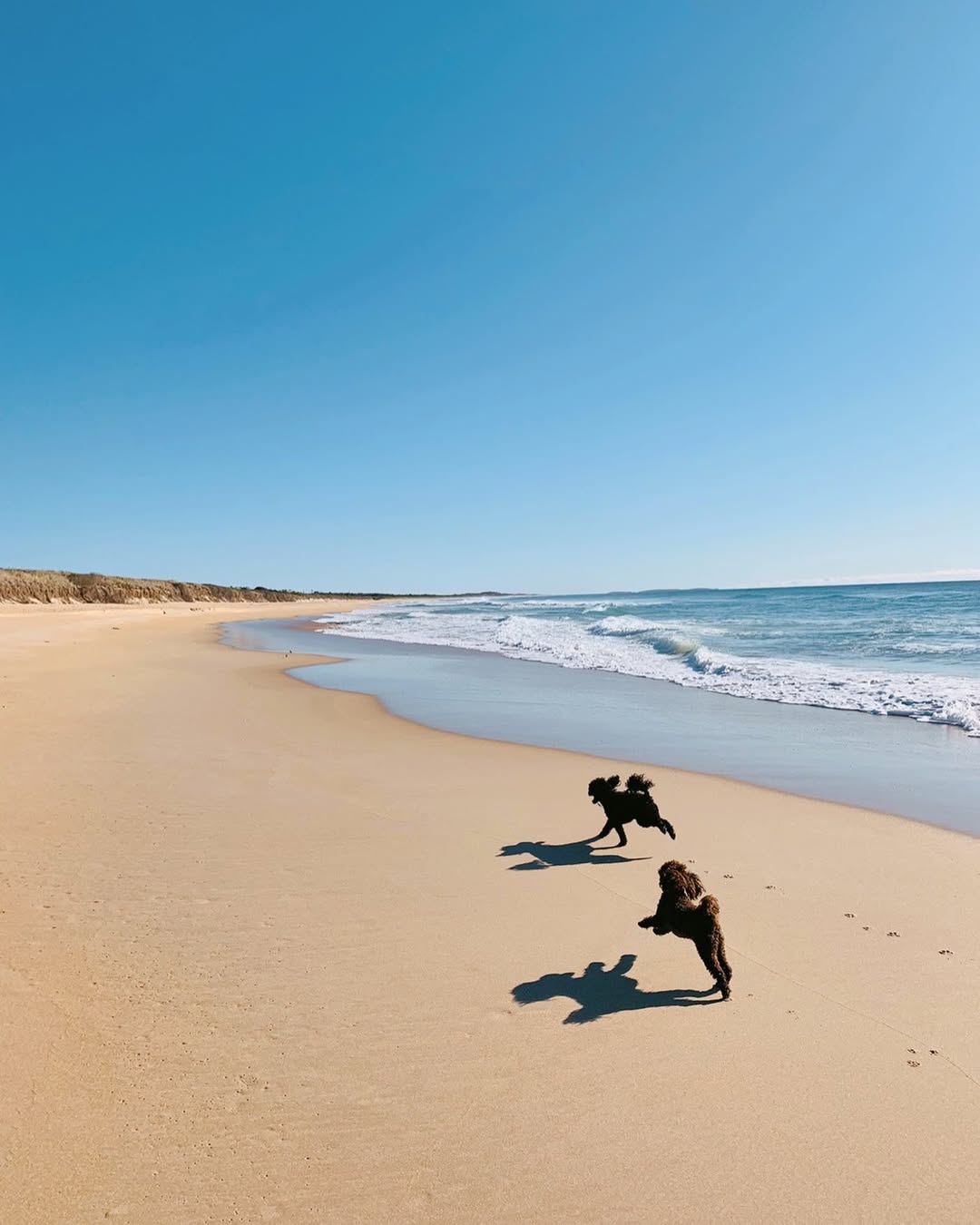 Best Dog-Friendly Caravan Parks in NSW