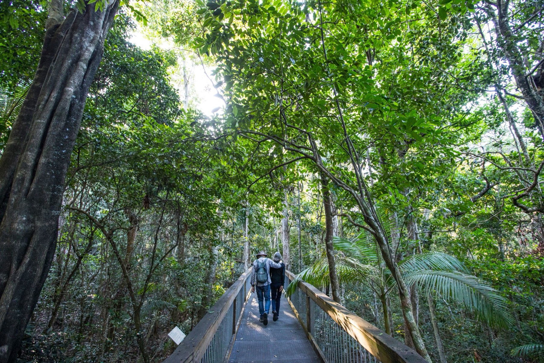 Rainforest canopy boardwalk at Sea Acres National Park, Port Macquarie