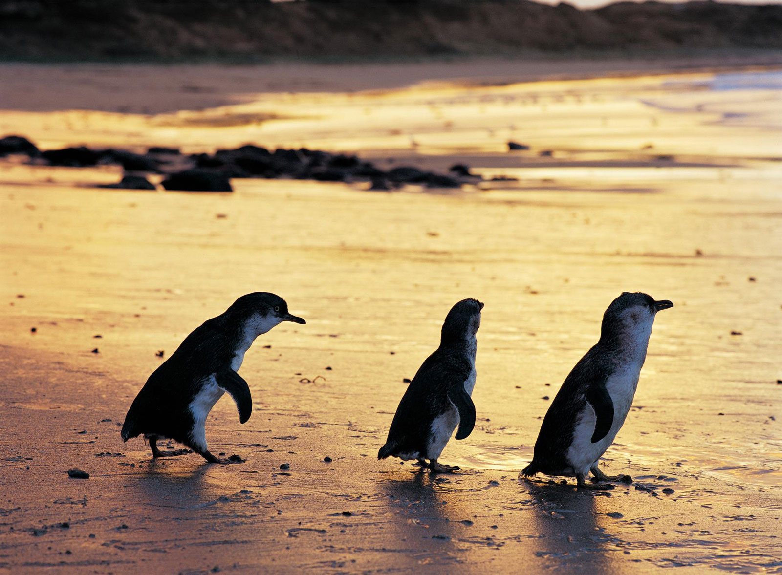 Phillip Island & Bass Coast holiday parks in Victoria