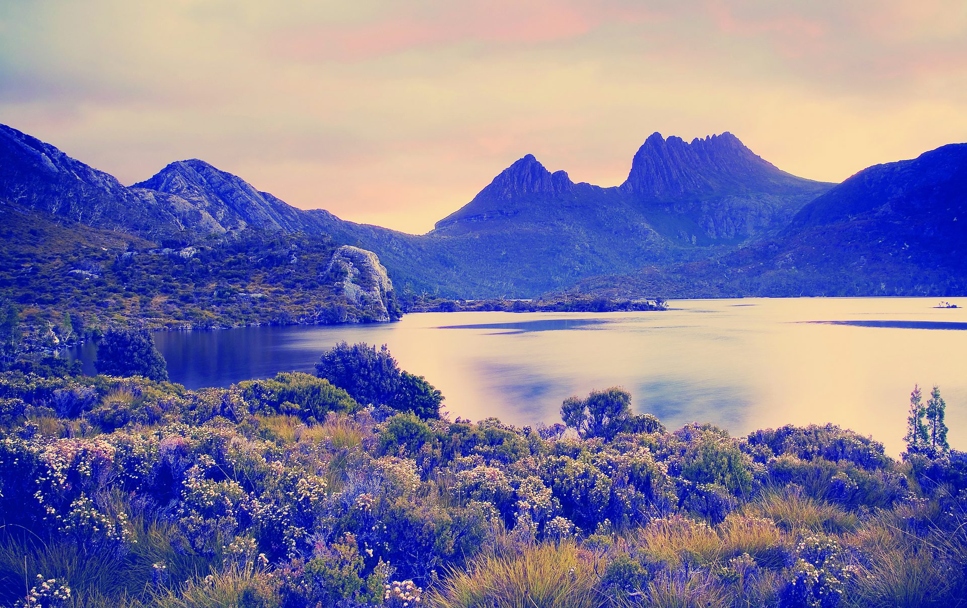 Dove Lake under Cradle Mountain at golden hour, with alpine heath in the foreground