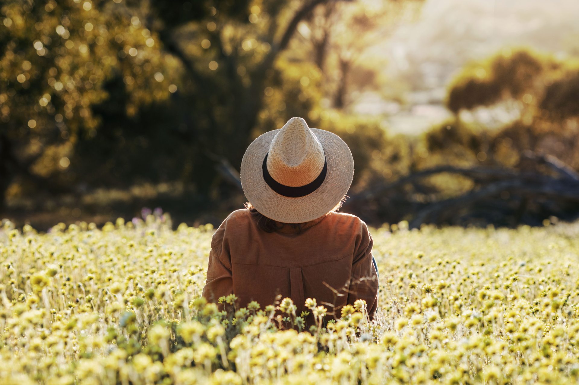 Wildflower display at Coalseam Conservation Park