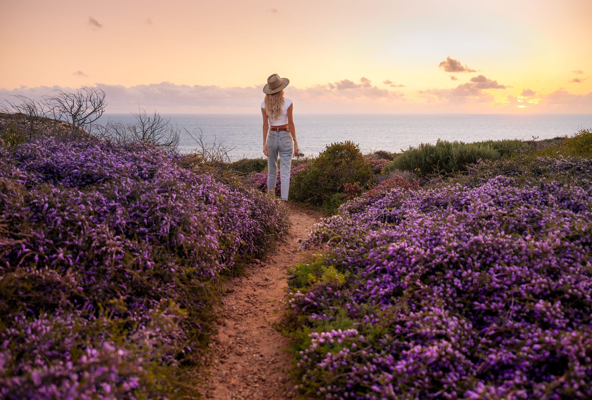 Seasonal wildflowers near Kalbarri