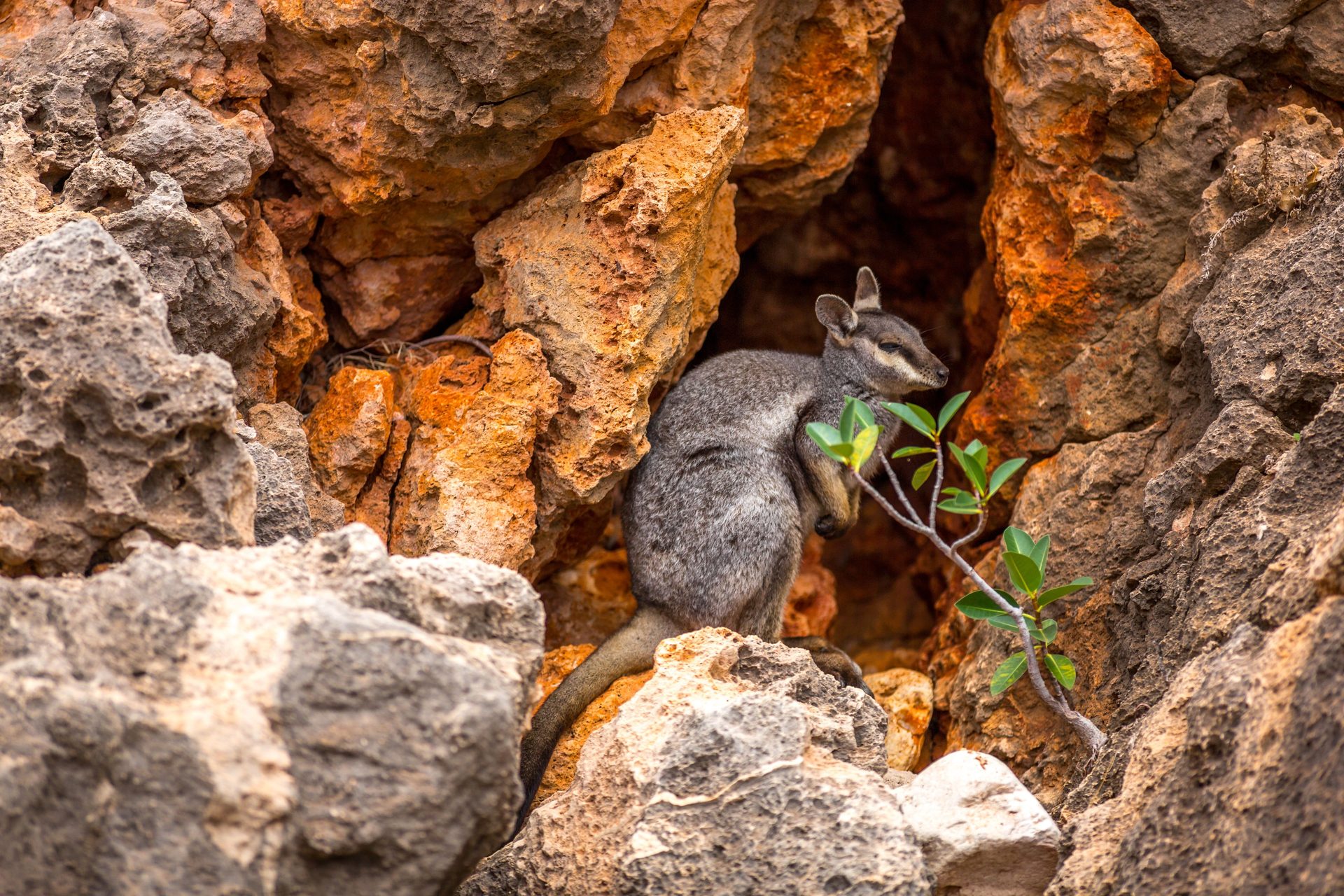 Black-footed rock wallaby in an orange rock crevice at Yardie Creek